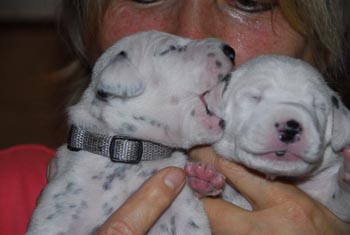 2. WO Ohrgefl�ster 2 M�dels 350