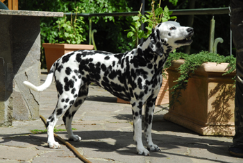 Billy 05-2010-1-350