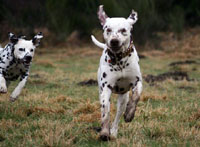 Bolero_60108-4-200