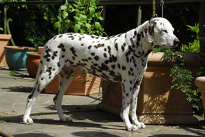 Hanne 05-2010-4-300