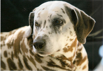 OG 9.2. Aki 11-2009 350