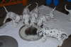 F�tterung