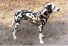 Ability vom Jagdschl�sschen