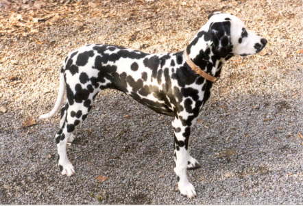 Ability vom Jagdschl�sschen