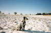Ascari vom Jagdschl�sschen