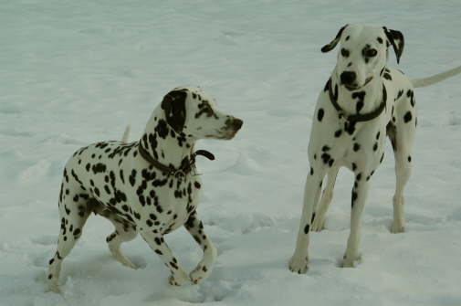 Baffo+Hanne