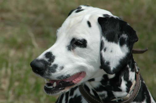 Billy