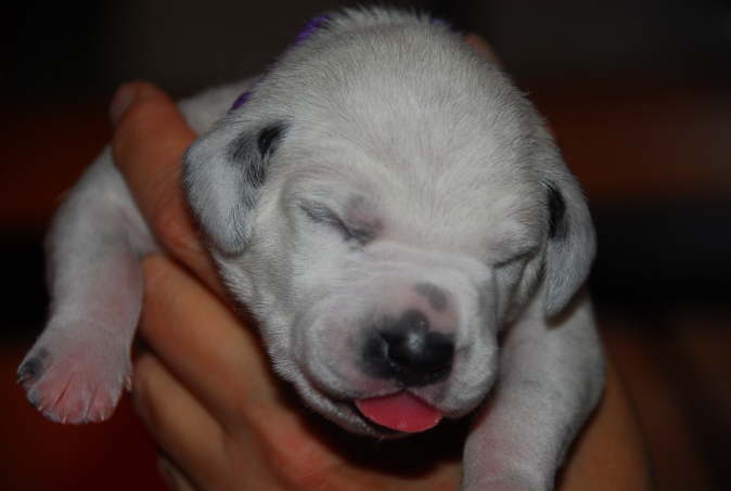 C-H�ndin HB violett 6 Tage