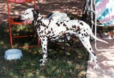 Cessy von Ribbeck